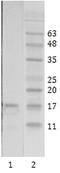 Lysine Acetyltransferase 5 antibody, MA1-71510, Invitrogen Antibodies, Western Blot image 