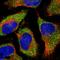 Three Prime Repair Exonuclease 1 antibody, HPA046721, Atlas Antibodies, Immunofluorescence image 