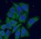 Protein Kinase C Alpha antibody, FNab06480, FineTest, Immunofluorescence image 