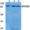 88 kDa nucleoporin antibody, A05382-1, Boster Biological Technology, Western Blot image 