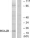 MOB Kinase Activator 3B antibody, abx013676, Abbexa, Western Blot image 