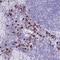 Lymphocyte Antigen 6 Family Member G5B antibody, PA5-61705, Invitrogen Antibodies, Immunohistochemistry frozen image 