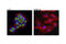 Mucin 1, Cell Surface Associated antibody, 16564S, Cell Signaling Technology, Immunocytochemistry image 