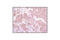 AKT1 Substrate 1 antibody, 2691P, Cell Signaling Technology, Immunohistochemistry paraffin image 