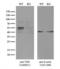 Thymine DNA Glycosylase antibody, LS-C794395, Lifespan Biosciences, Western Blot image 