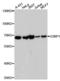 G3BP Stress Granule Assembly Factor 1 antibody, A14836, ABclonal Technology, Western Blot image 