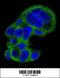 Fibrinogen Gamma Chain antibody, 62-824, ProSci, Immunofluorescence image 
