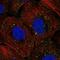 DNA Topoisomerase III Beta antibody, NBP2-57658, Novus Biologicals, Immunofluorescence image 