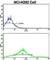 Cadherin 7 antibody, abx028248, Abbexa, Western Blot image 