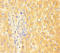 Apolipoprotein C3 antibody, A55307-100, Epigentek, Immunohistochemistry paraffin image 