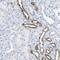 Solute Carrier Family 12 Member 1 antibody, NBP1-82559, Novus Biologicals, Immunohistochemistry frozen image 