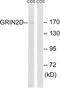 Glutamate Ionotropic Receptor NMDA Type Subunit 2D antibody, A30704, Boster Biological Technology, Western Blot image 