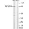 Ring Finger And WD Repeat Domain 3 antibody, A09738, Boster Biological Technology, Western Blot image 