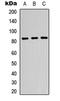 Gus antibody, LS-C356078, Lifespan Biosciences, Western Blot image 