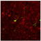 Metabotropic Glutamate Receptor 1a antibody, AP32840PU-N, Origene, Immunofluorescence image 