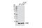 Interferon Induced Transmembrane Protein 1 antibody, 13126S, Cell Signaling Technology, Western Blot image 