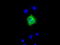 Lipase G, Endothelial Type antibody, TA501040, Origene, Immunofluorescence image 