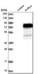 Nectin Cell Adhesion Molecule 4 antibody, HPA010775, Atlas Antibodies, Western Blot image 