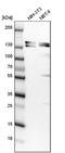 SH3 And PX Domains 2A antibody, NBP1-90454, Novus Biologicals, Western Blot image 