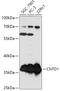 Cyclin N-Terminal Domain Containing 1 antibody, 18-118, ProSci, Western Blot image 