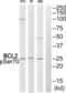 BCL2 antibody, abx012720, Abbexa, Western Blot image 