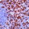 CD8 antibody, TA354219, Origene, Immunohistochemistry frozen image 