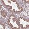 Formin Binding Protein 1 Like antibody, NBP2-49439, Novus Biologicals, Immunohistochemistry paraffin image 