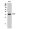 Apolipoprotein E antibody, LS-C382087, Lifespan Biosciences, Western Blot image 