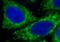 ISG-54 K antibody, FNab04137, FineTest, Immunofluorescence image 