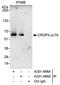 Luc7-like protein 3 antibody, A301-498A, Bethyl Labs, Immunoprecipitation image 