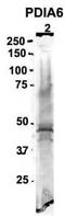 Protein Disulfide Isomerase Family A Member 6 antibody, TA340075, Origene, Western Blot image 