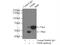 Prolyl 4-Hydroxylase Subunit Beta antibody, 11245-1-AP, Proteintech Group, Immunoprecipitation image 