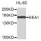 Early Endosome Antigen 1 antibody, abx136011, Abbexa, Western Blot image 