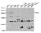 Lysine Methyltransferase 2E antibody, PA5-76852, Invitrogen Antibodies, Western Blot image 