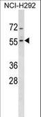 Zinc Finger Protein 200 antibody, LS-C157422, Lifespan Biosciences, Western Blot image 