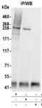 Cullin 9 antibody, NB100-2300, Novus Biologicals, Western Blot image 