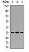 Tu Translation Elongation Factor, Mitochondrial antibody, orb318812, Biorbyt, Western Blot image 