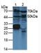 Vascular Endothelial Growth Factor C antibody, LS-C303651, Lifespan Biosciences, Western Blot image 