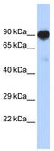 Regulatory Factor X4 antibody, TA337698, Origene, Western Blot image 