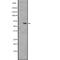 G Protein-Coupled Receptor 162 antibody, PA5-67878, Invitrogen Antibodies, Western Blot image 