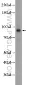 Dynein Axonemal Assembly Factor 5 antibody, 24578-1-AP, Proteintech Group, Western Blot image 