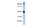 Transcription Factor AP-2 Epsilon antibody, PA5-40463, Invitrogen Antibodies, Western Blot image 