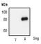 Protein Kinase C Delta antibody, PA5-17552, Invitrogen Antibodies, Western Blot image 