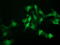 N-Acetylneuraminic Acid Phosphatase antibody, M09658, Boster Biological Technology, Immunofluorescence image 