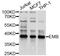 Embigin antibody, abx125809, Abbexa, Western Blot image 