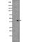 Prostaglandin D2 Receptor 2 antibody, abx147508, Abbexa, Western Blot image 