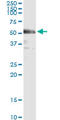 Interferon Regulatory Factor 3 antibody, LS-C197546, Lifespan Biosciences, Immunoprecipitation image 