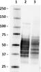 Tau, 1-100 antibody, 816612, BioLegend, Western Blot image 