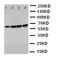 Fascin Actin-Bundling Protein 1 antibody, LS-C312730, Lifespan Biosciences, Western Blot image 