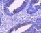 Mitogen-Activated Protein Kinase Kinase 1 antibody, NBP2-67770, Novus Biologicals, Immunohistochemistry paraffin image 